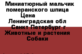 Миниатюрный мальчик померанского шпица › Цена ­ 30 000 - Ленинградская обл., Санкт-Петербург г. Животные и растения » Собаки   